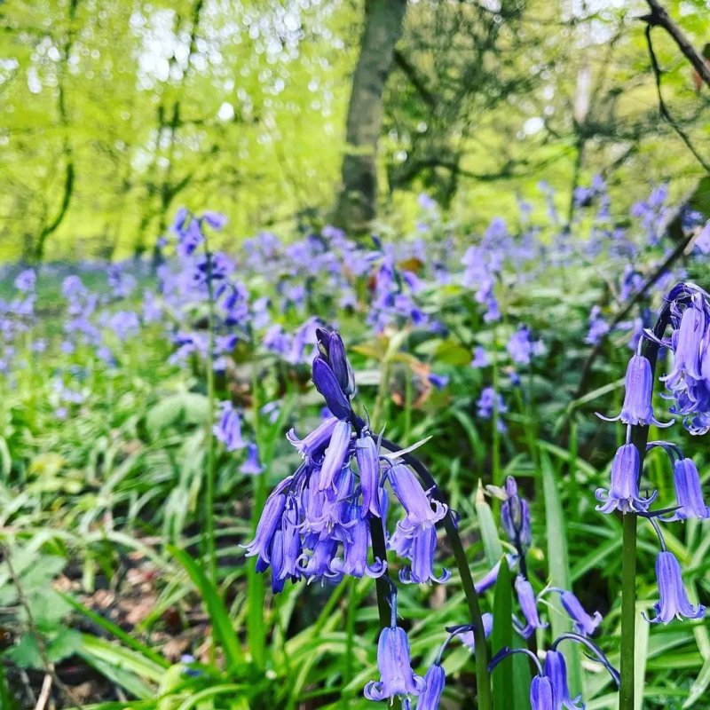 Friends of Hunger Hills Woods